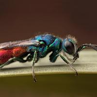 Ruby Tailed Wasp 3 